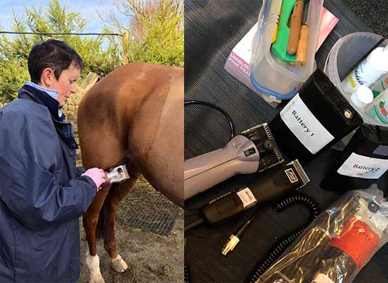 LB Equines Services, Clipping and Trimming tools
