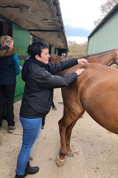 Lou, LB Equine carrying out Sports Massage Therapy
